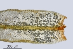 Tortula protobryoides