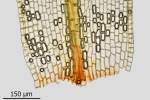 Tortula protobryoides