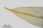Tortula protobryoides