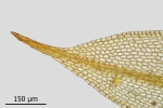 Tortula protobryoides