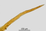 Tortula protobryoides