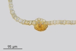 Tortula protobryoides