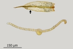 Tortula protobryoides
