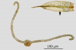 Tortula protobryoides