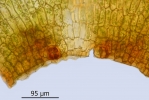 Tortula protobryoides