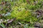 Brachythecium albicans