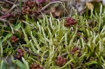 Brachythecium albicans