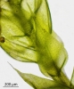 Brachythecium albicans