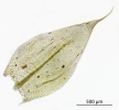 Brachythecium albicans