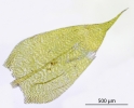 Brachythecium albicans