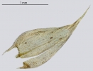 Brachythecium albicans