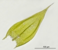 Brachythecium albicans