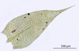 Brachythecium albicans