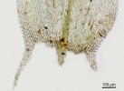 Brachythecium albicans