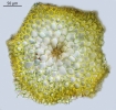 Brachythecium albicans
