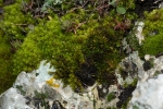 Encalypta pilifera