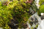Encalypta pilifera
