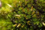 Encalypta pilifera