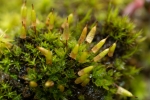 Encalypta pilifera