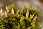 Encalypta pilifera