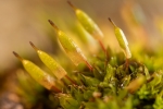 Encalypta pilifera