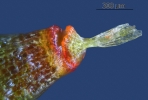 Encalypta pilifera