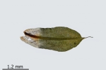 Encalypta pilifera