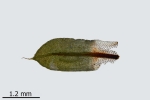 Encalypta pilifera