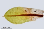 Encalypta pilifera