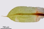 Encalypta pilifera