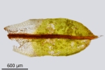Encalypta pilifera