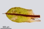 Encalypta pilifera
