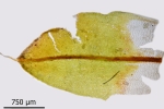 Encalypta pilifera