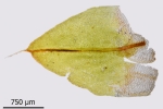 Encalypta pilifera