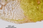 Encalypta pilifera