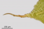 Encalypta pilifera