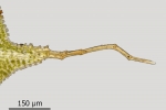 Encalypta pilifera