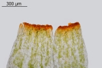 Encalypta pilifera