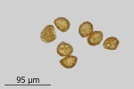 Encalypta pilifera