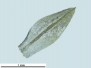 Hyophiladelphus agrarius