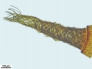 Hyophiladelphus agrarius