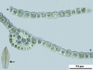Hyophiladelphus agrarius