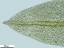 Hyophiladelphus agrarius
