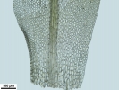 Hyophiladelphus agrarius