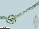 Hyophiladelphus agrarius