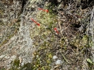 Anthoceros caucasicus