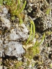 Anthoceros caucasicus