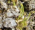 Anthoceros caucasicus