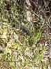 Anthoceros caucasicus