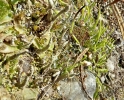 Anthoceros caucasicus